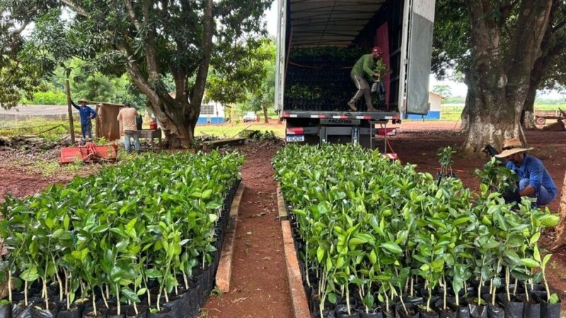 MT investe R$ 2,9 mi em mudas de frutas cítricas a serem distribuídas aos pequenos produtores
