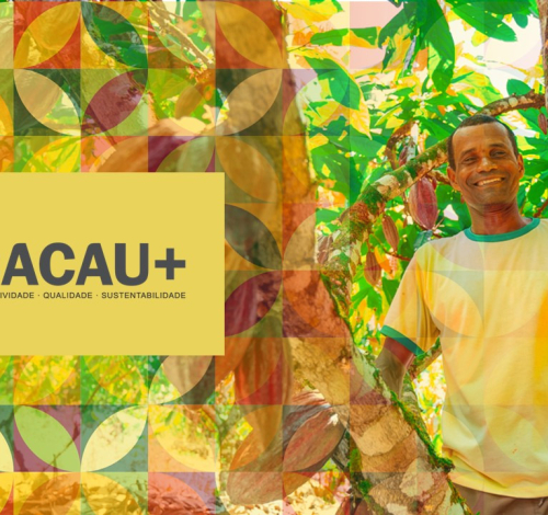 PROGRAMA CACAU+ RENOVA ESPERANÇA DE PRODUTORES NO BAIXO SUL DIANTE DA QUEDA NO PREÇO DO CACAU