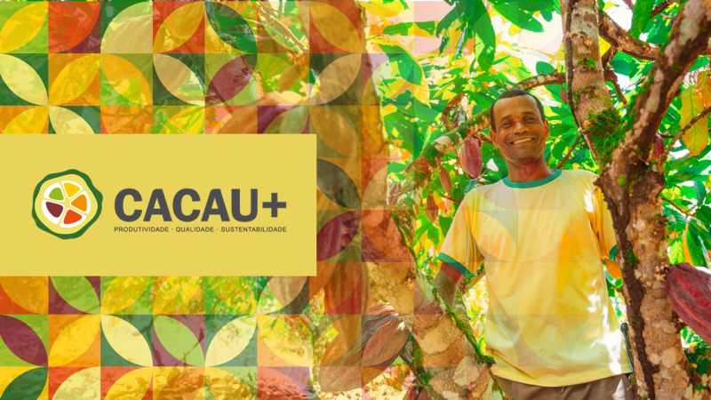 PROGRAMA CACAU+ RENOVA ESPERANÇA DE PRODUTORES NO BAIXO SUL DIANTE DA QUEDA NO PREÇO DO CACAU