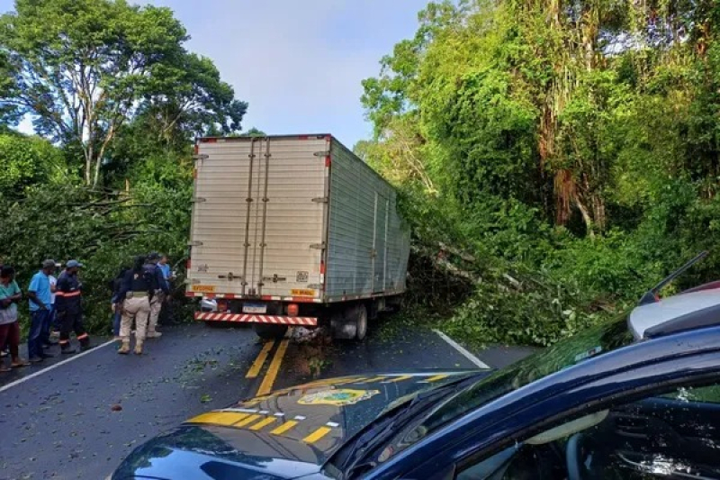 Tragédia na BR-415: queda de árvore causa morte e deixa ferido grave em Itabuna