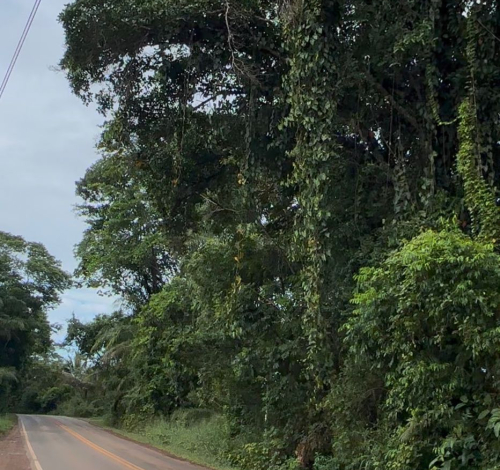 Perigo na BA-001: motoristas denunciam risco de queda de árvores entre Taperoá e Nilo Peçanh