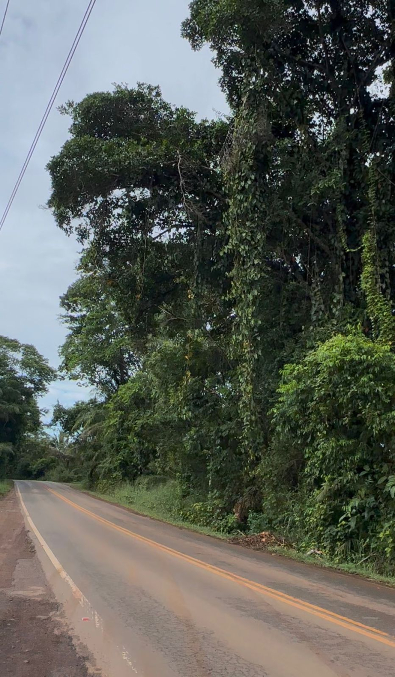 Perigo na BA-001: motoristas denunciam risco de queda de árvores entre Taperoá e Nilo Peçanh